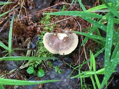 Lentinus substrictus