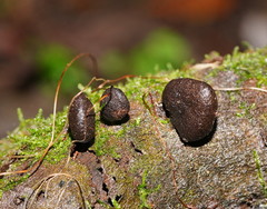 Xylaria castorea