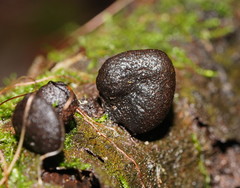 Xylaria castorea