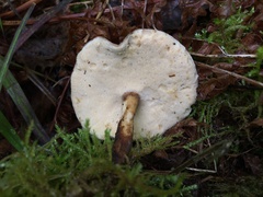Lentinus substrictus