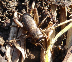 Cophogryllus