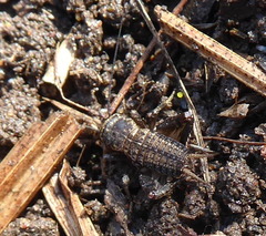 Cophogryllus