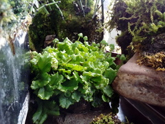 Marchantia polymorpha ruderalis