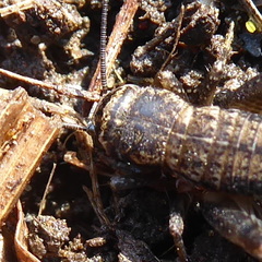 Cophogryllus