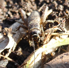 Cophogryllus