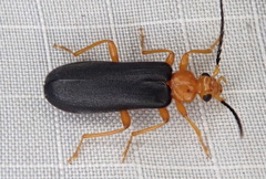 Neopyrochroa flabellata