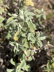 Helichrysum lepidissimum