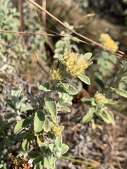 Helichrysum lepidissimum
