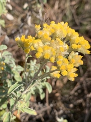 Helichrysum lepidissimum