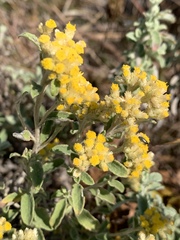 Helichrysum lepidissimum