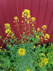 Sisymbrium loeselii