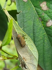 Aetalion reticulatum