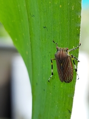Aetalion reticulatum
