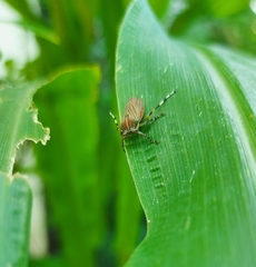 Aetalion reticulatum