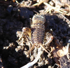 Cophogryllus