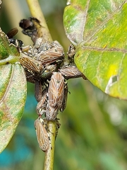 Aetalion reticulatum