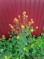Sisymbrium loeselii