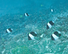 Hemitaurichthys zoster