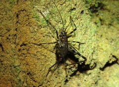 Eidmanacris