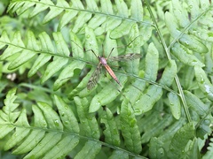 Tipula pseudovariipennis