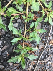 Oxybasis chenopodioides