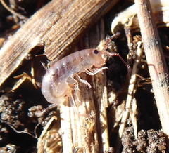 Talitridae