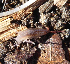 Talitridae