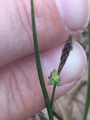 Carex pensylvanica