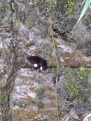 Papilio castor formosanus