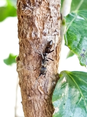 Neoponera foetida