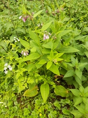 Symphytum × uplandicum