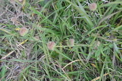 Leucas martinicensis