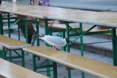 Chroicocephalus ridibundus