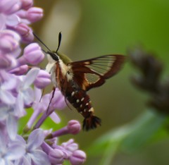 Hemaris gracilis