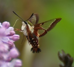 Hemaris gracilis