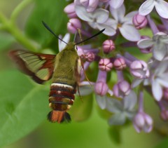 Hemaris gracilis