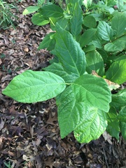 Calycanthus floridus