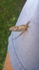 Ephemera guttulata
