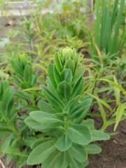 Magnoliopsida