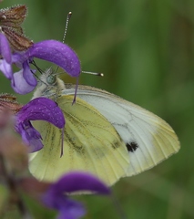 Pieris napi