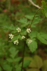 Osmorhiza longistylis