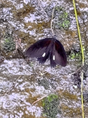 Papilio castor formosanus
