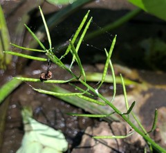 Nasturtium microphyllum