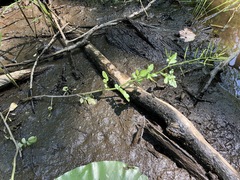Nasturtium microphyllum