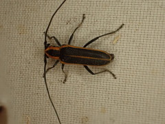 Saperda lateralis