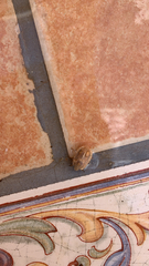 Eurygaster austriaca