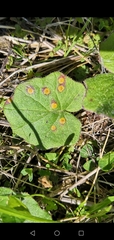 Puccinia poarum