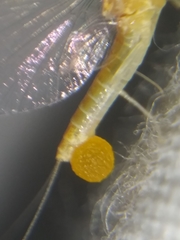 Ephemerella