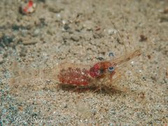 Palaemon intermedius