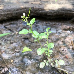 Nasturtium microphyllum